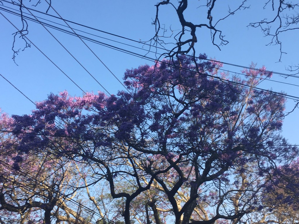 Mateo Urquiza jacarandas1