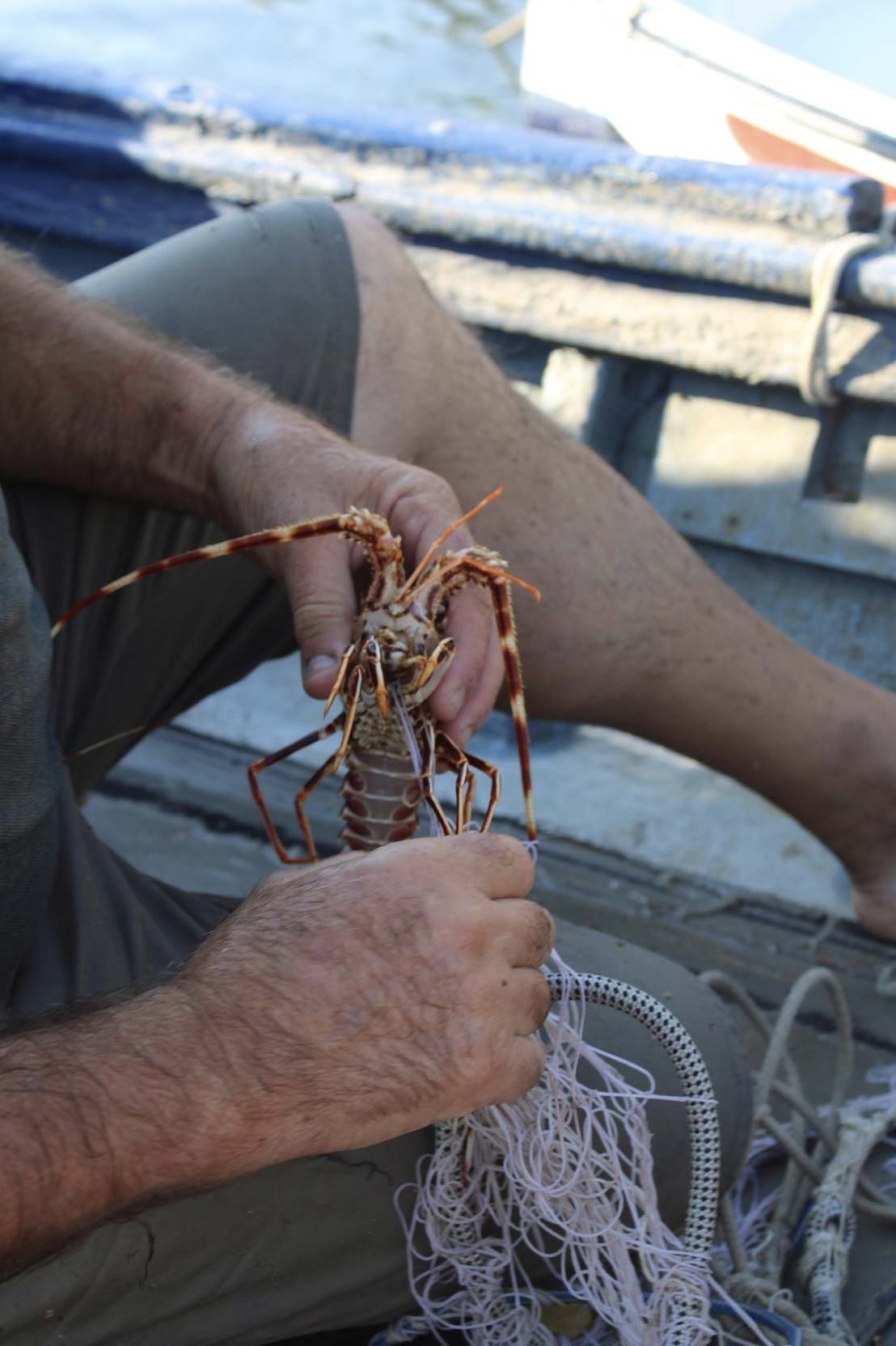 Además de langostas y otras especies marinas, los mares de la Costa Brava albergan también un importante corredor de cetáceos